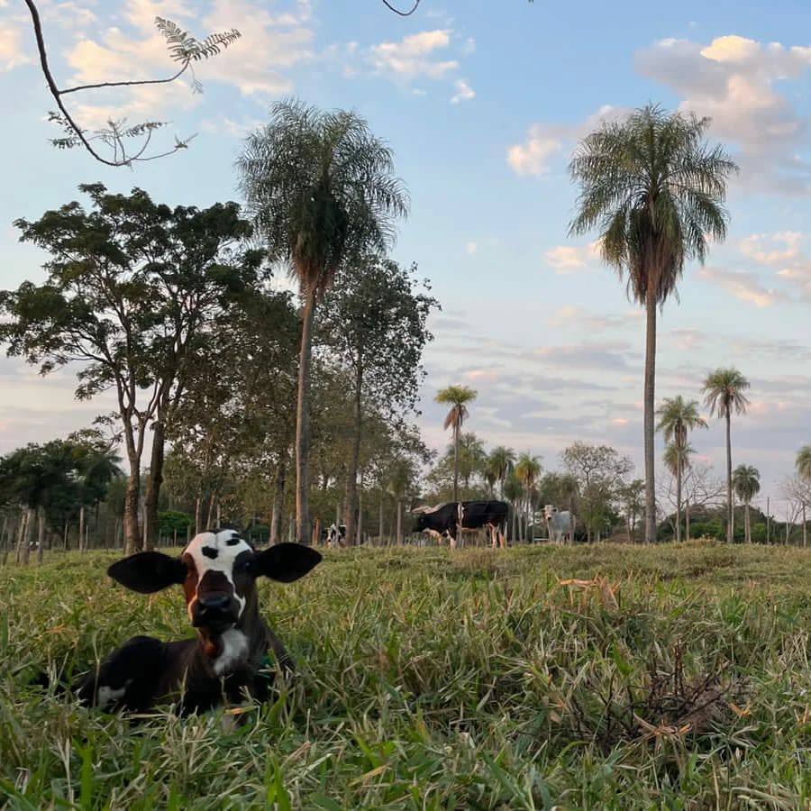Granja 9 has 9 EN VENTA – GRANJA AUTOSUSTENTABLE EN NUEVA COLOMBIA – Cordillera Py.